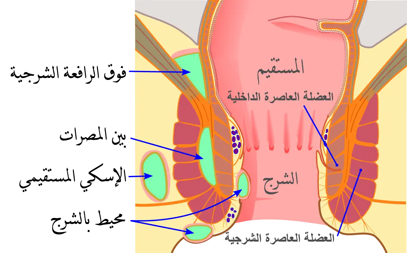 Types of anal abscess and methods of prevention